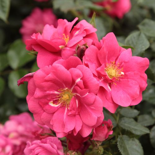 Shop - Rosa Vanity - rosa - bodendecker rosen  - mittel-stark duftend - Joseph Hardwick Pemberton - Hervorragend geeignet zum schnellen Bedecken von größeren Gebieten, mit attraktiven Blüten in grellen Farben.
